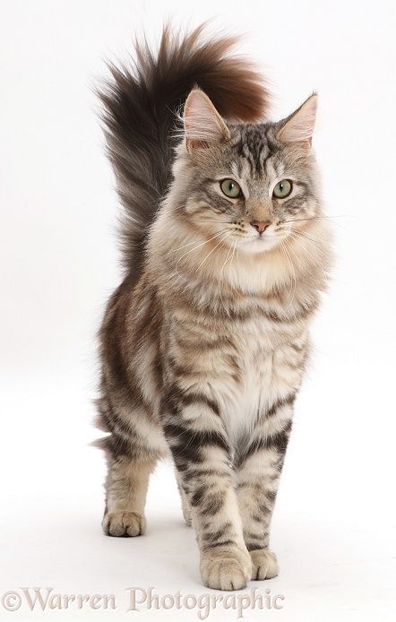 a cat with long hair standing on a white background in front of the camera and looking at the camera