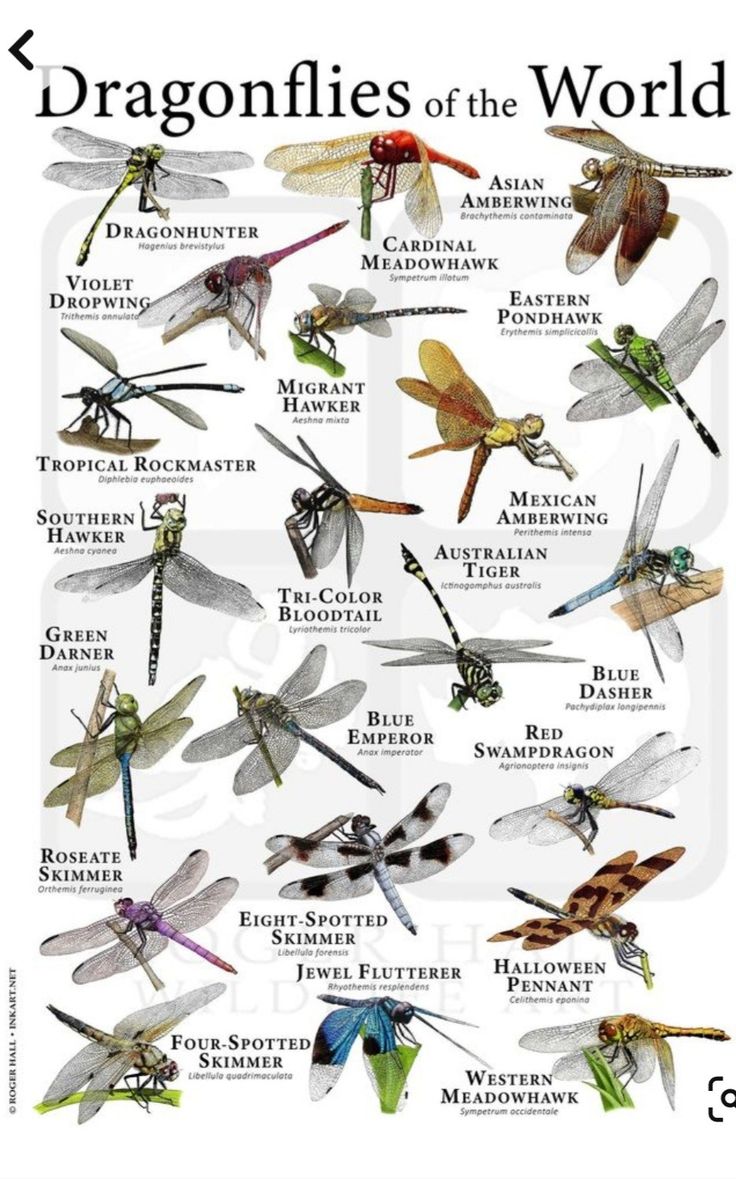 the dragonflies of the world are shown in this poster, which includes different types and colors