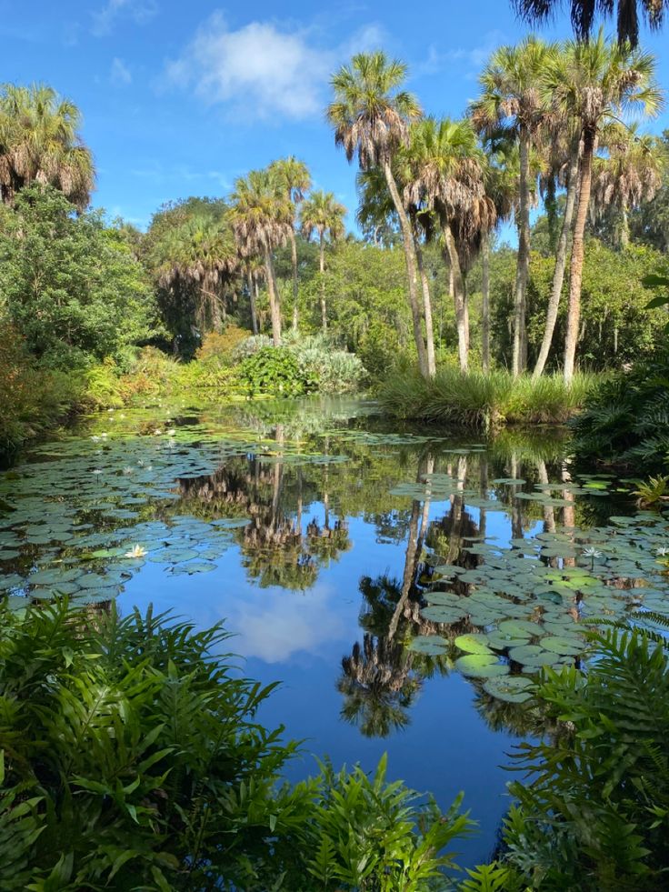 a pond surrounded by palm trees and water lilies