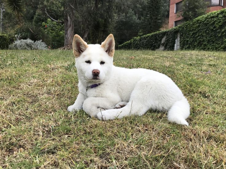 a white dog laying on top of a lush green field