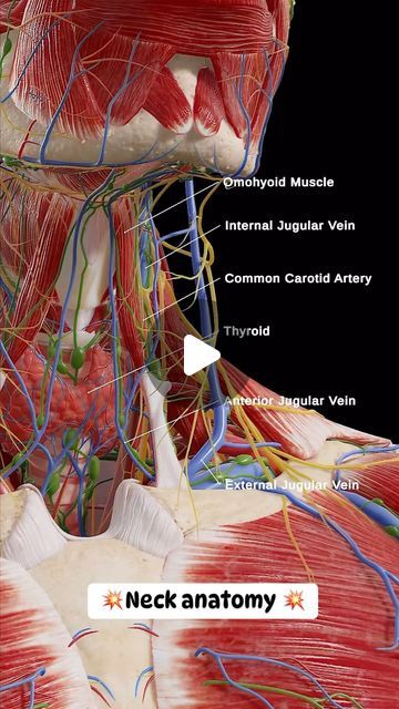 an image of the back of a human head and neck with words on it that read neck anatomy