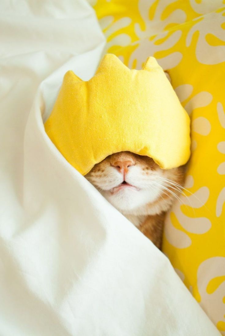 a cat that is laying down with a pillow on it's head and its eyes closed