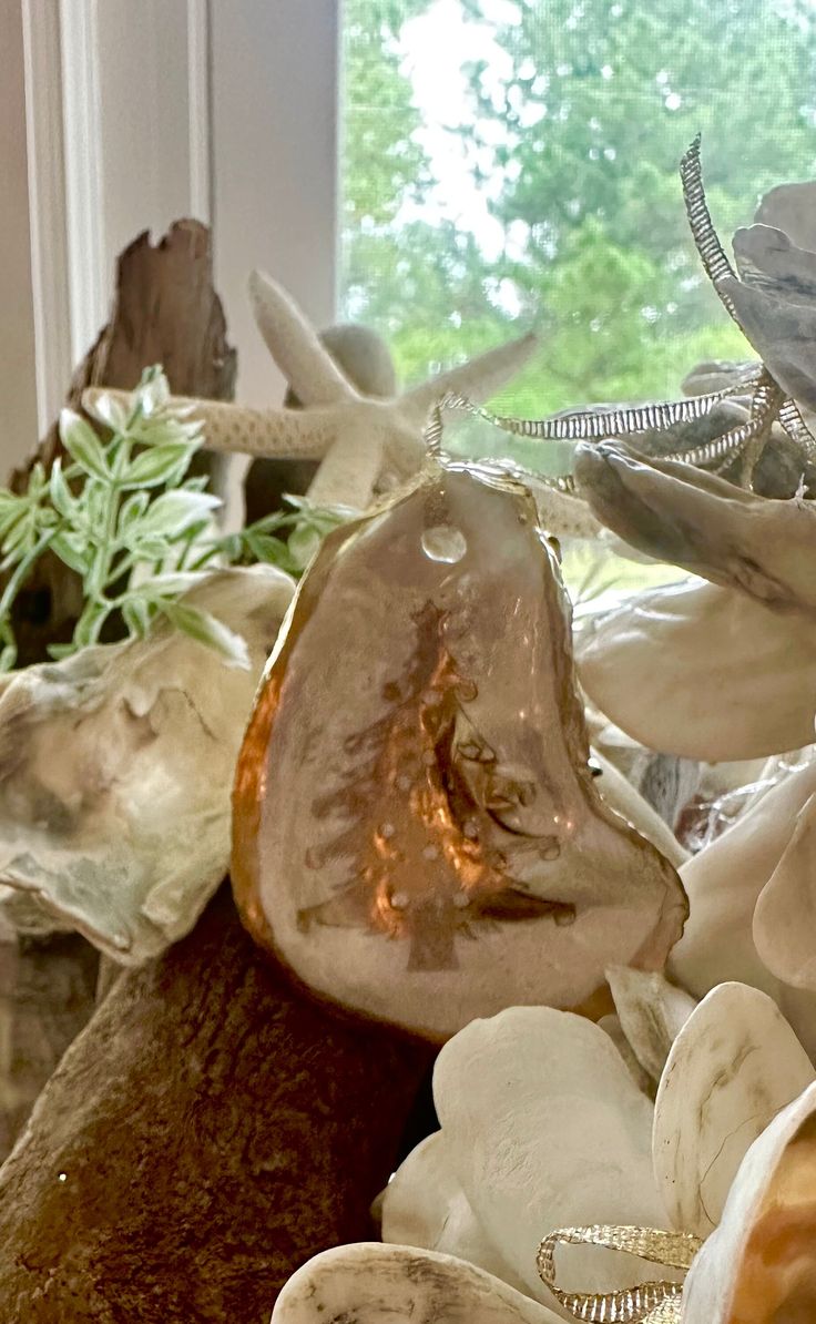 seashells and other sea shells on display in a window sill