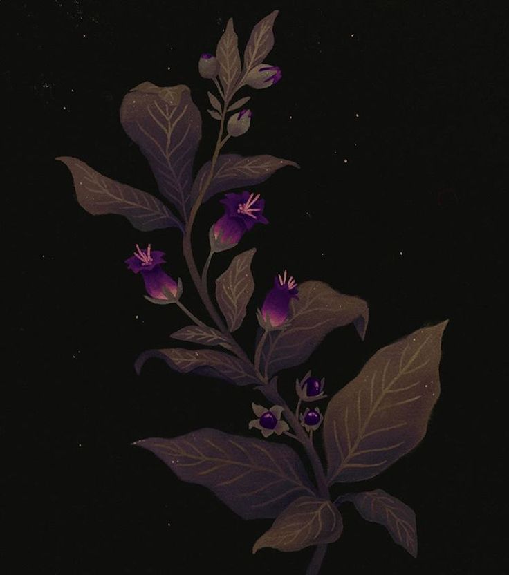 purple flowers and leaves against a black background