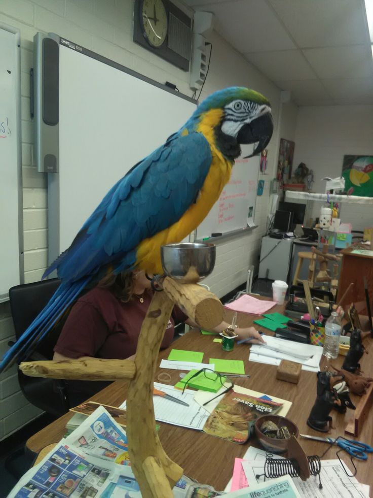 a blue and yellow parrot sitting on top of a wooden branch next to a desk