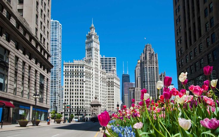 flowers are growing in the middle of an empty street with skyscrapers in the background