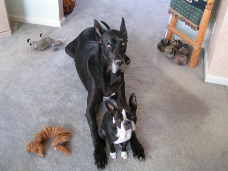 two black and white dogs sitting on the floor next to each other with stuffed animals around them