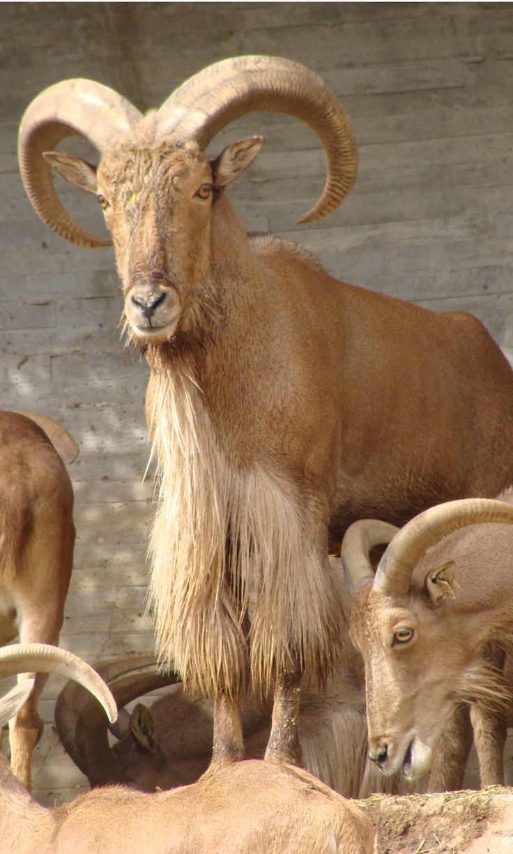 an animal with very long hair standing next to other animals and looking at the camera