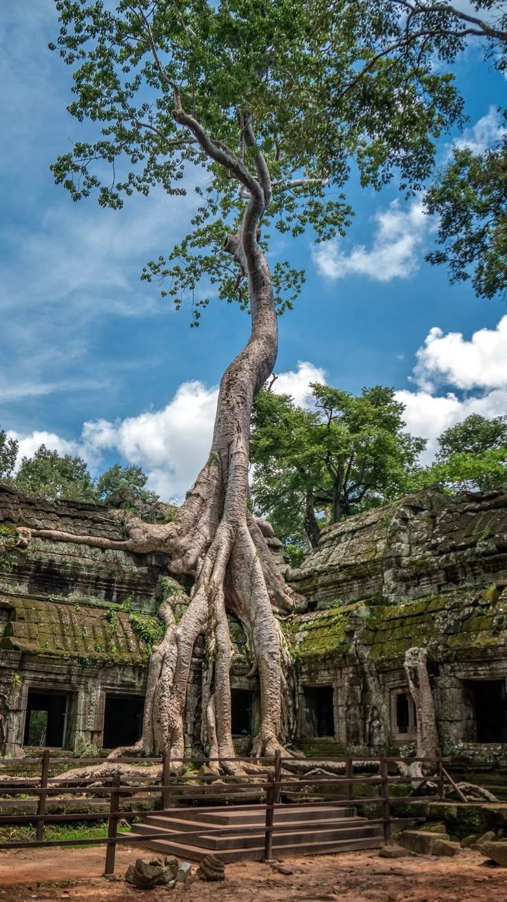 a large tree growing over the top of an old building with stairs leading up to it