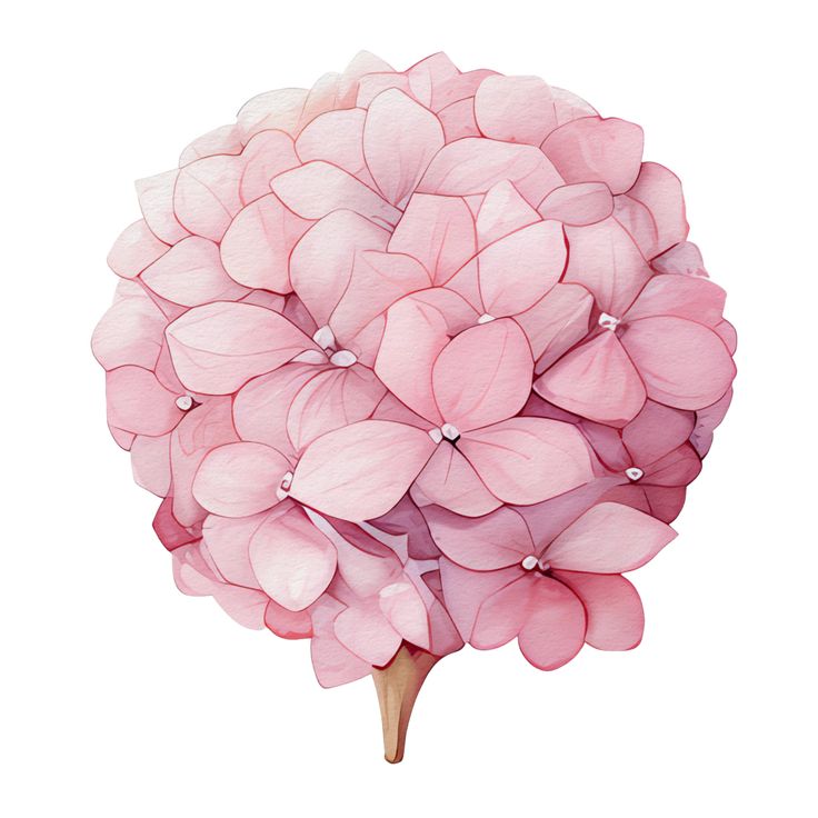 a pink flower on a white background