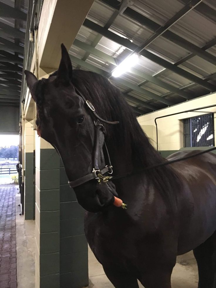 a black horse standing inside of a building