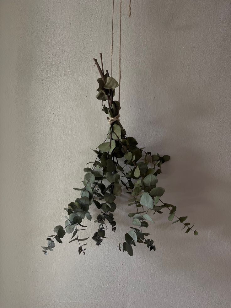 a plant hanging from the side of a wall