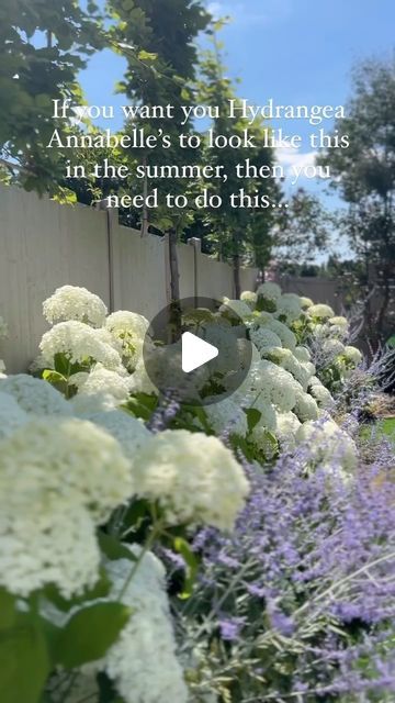 a garden filled with lots of white and purple flowers