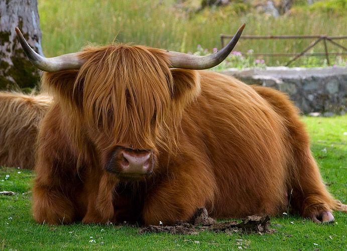 an animal that is laying down in the grass