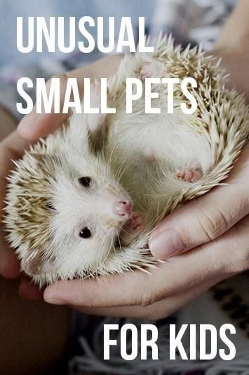 a person holding a small hedge in their hands with the caption unusual small pets for kids