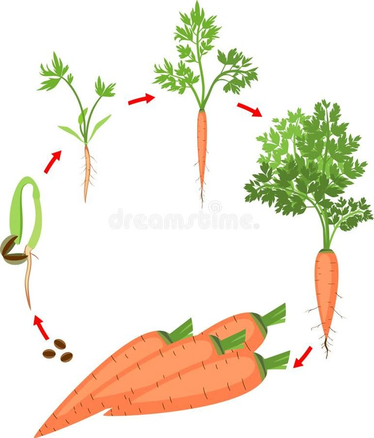 the life cycle of a carrot plant on a white background royalty free stock images for