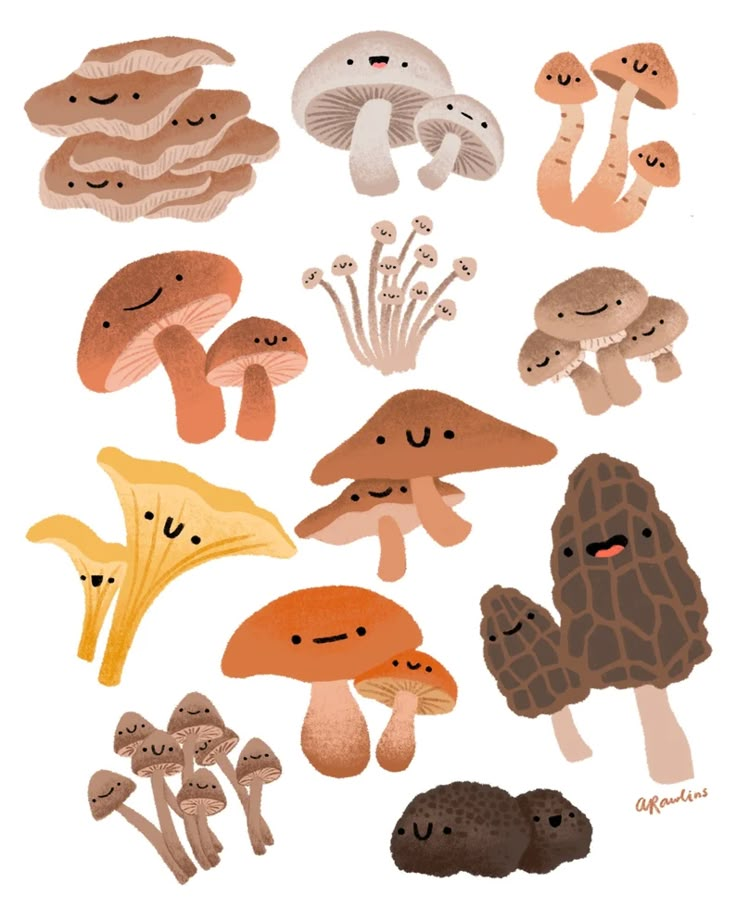 an assortment of different types of mushrooms