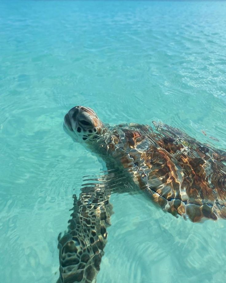 a turtle swimming in the clear blue water