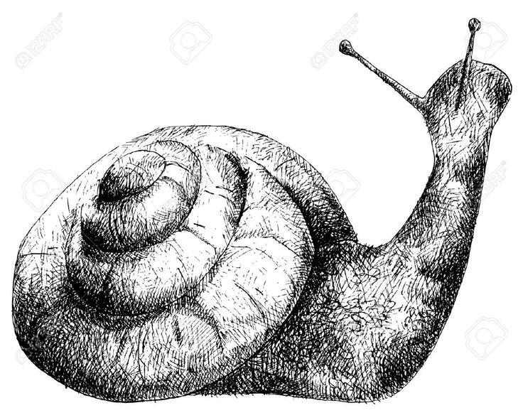 a black and white drawing of a snail