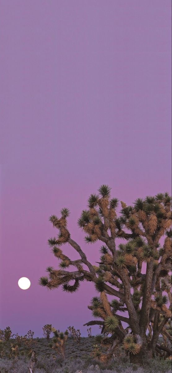 the full moon is setting behind a joshua tree