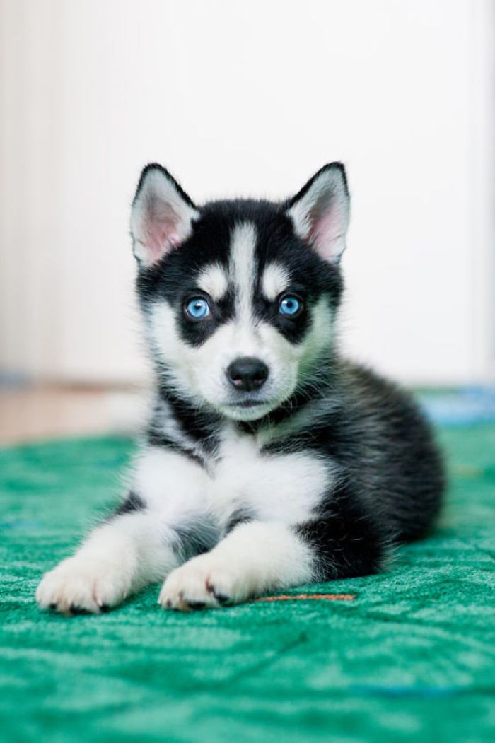 a black and white puppy laying on top of a green rug