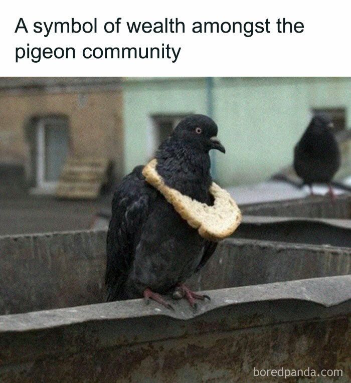 a black bird with a piece of bread in it's beak sitting on top of a metal container