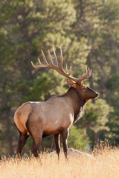 a large elk standing on top of a dry grass covered field with trees in the background