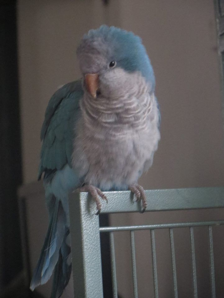 a blue and gray bird sitting on top of a metal cage