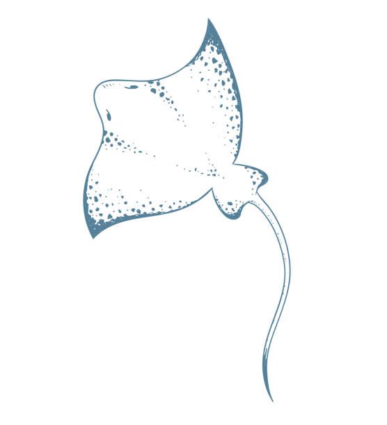 a drawing of a manta ray in blue ink on a white background, it looks like he is flying