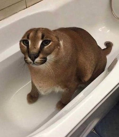 a cat sitting in a bathroom sink looking at the camera while it's standing up