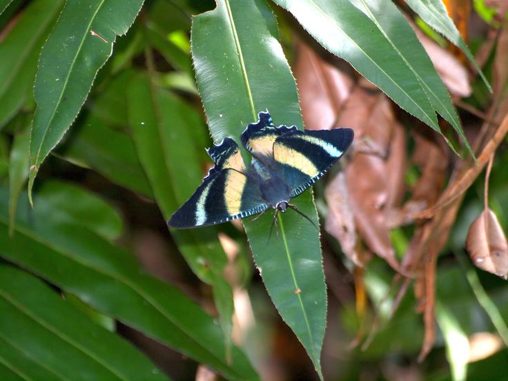 a blue and yellow butterfly sitting on top of a green leaf