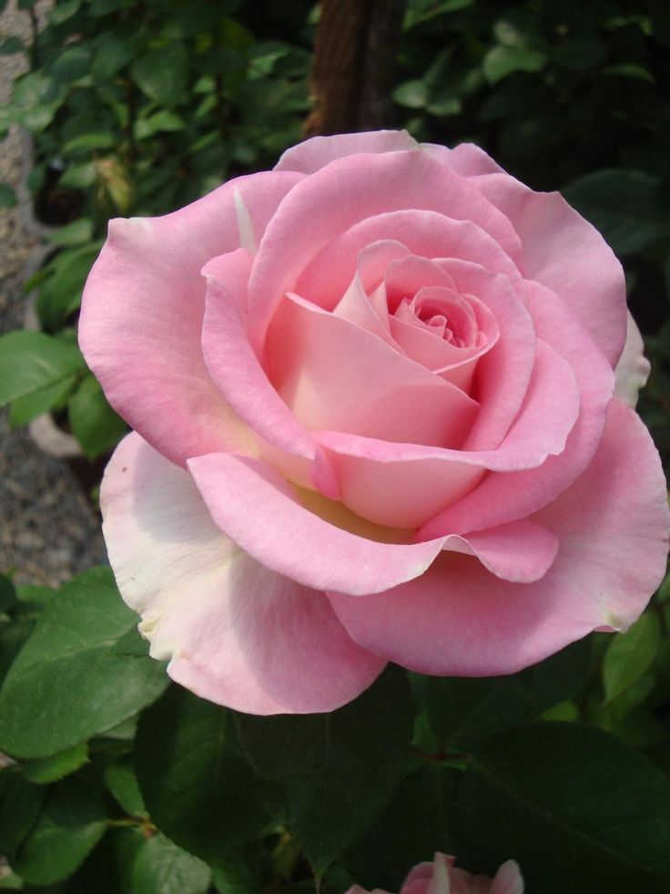 a pink rose with green leaves in the background