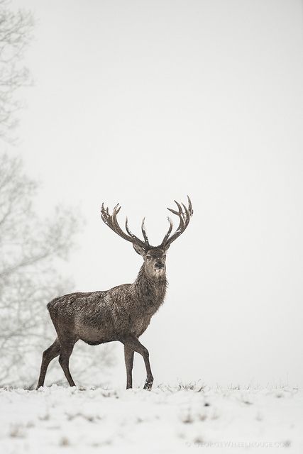 a deer standing in the snow with its antlers spread