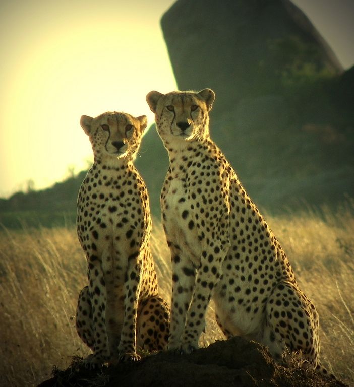 two cheetah sitting on top of a rock in the middle of a field