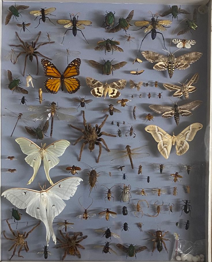 a display case filled with lots of different types of bugs and insects on blue background