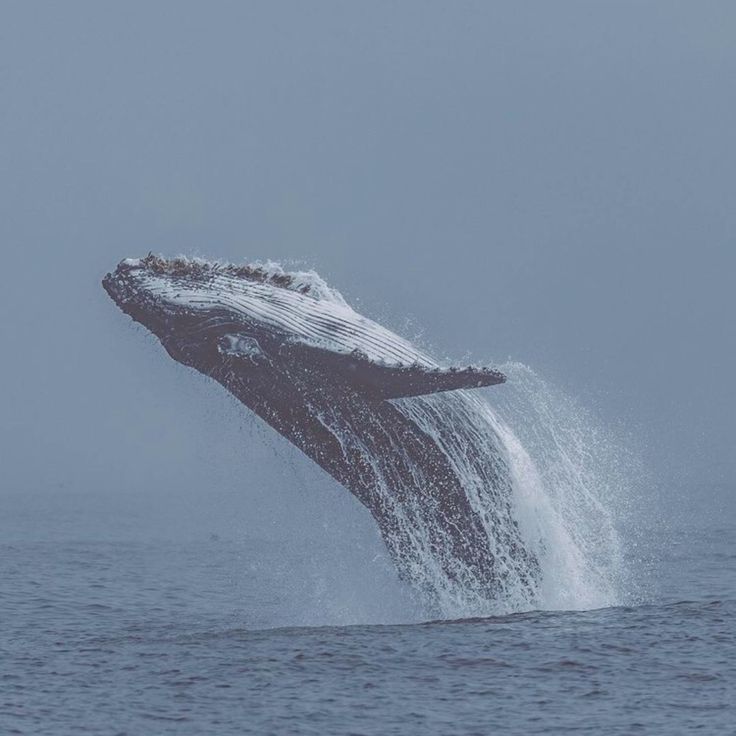 a humpback whale jumping out of the water