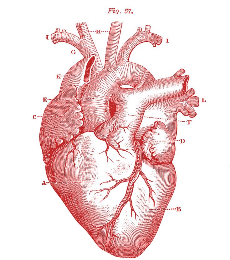 a diagram of the human heart