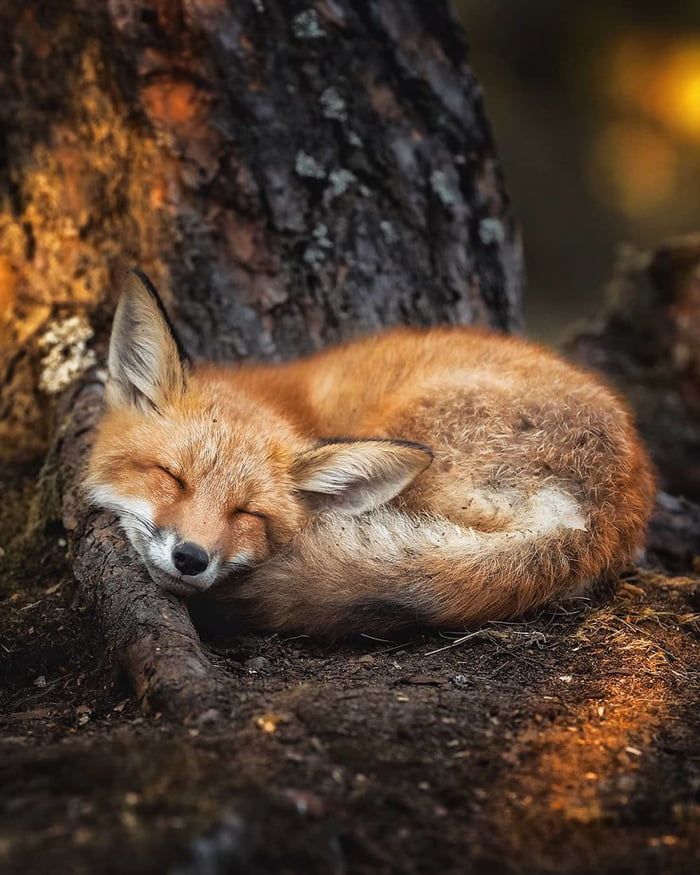 a red fox sleeping on the ground in front of a tree with its eyes closed