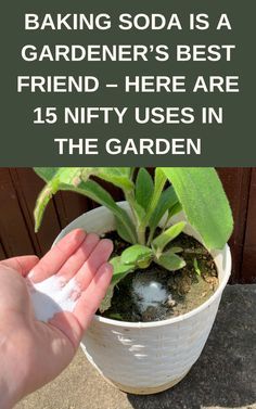 someone is holding up a small potted plant with the words baking soda is a gardener's best friend - here are 15 nifty uses in the garden