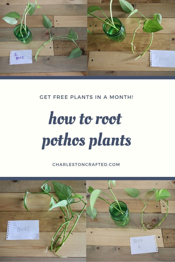 how to root pothos plants with text overlay that reads get free plants in a month