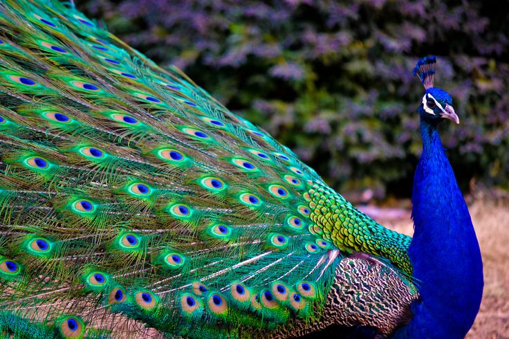 a peacock with its feathers spread out