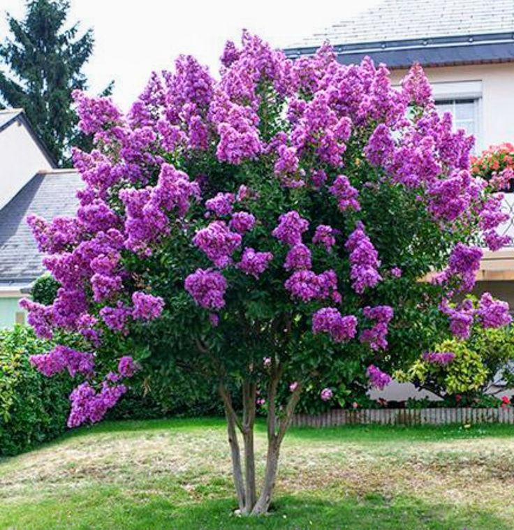 a tree with purple flowers in front of a house