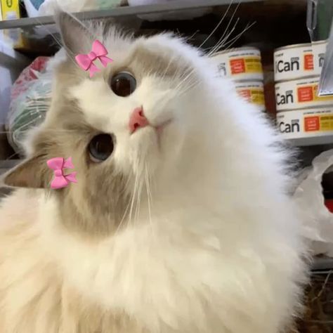 Cute Cat Icons Aesthetic, Cat Pfp Coquette, Cat Cute Pfp Aesthetic, Cute Cat Icon Aesthetic, Cats Aesthetic Pfp, Cute Kitty Pfp, Cute Animals Pfp, Cat Cute Pfp, Cat Aesthetic Icon