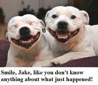 two white dogs laying down with their mouths open and the caption doggie smiles there's nothing quite like it