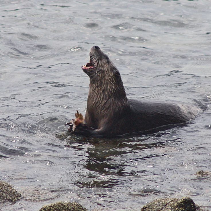 an animal that is in the water with it's mouth open