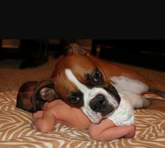 a dog laying on top of a person's hand while holding a small white and brown puppy