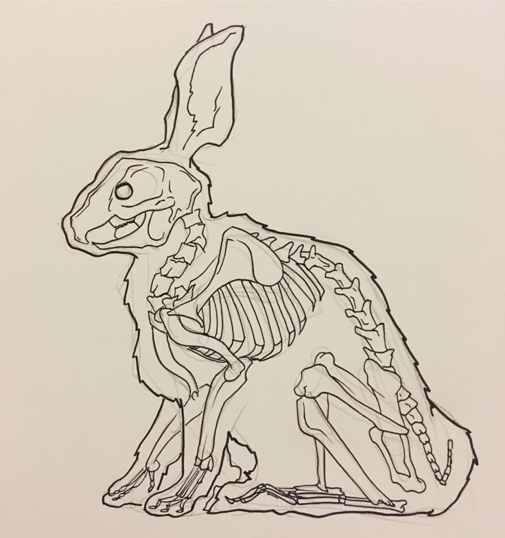 a black and white drawing of a rabbit skeleton