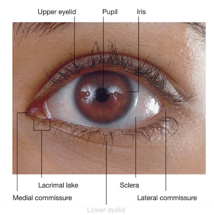 the parts of an eye with labels on each iris and upper eyelid area labeled