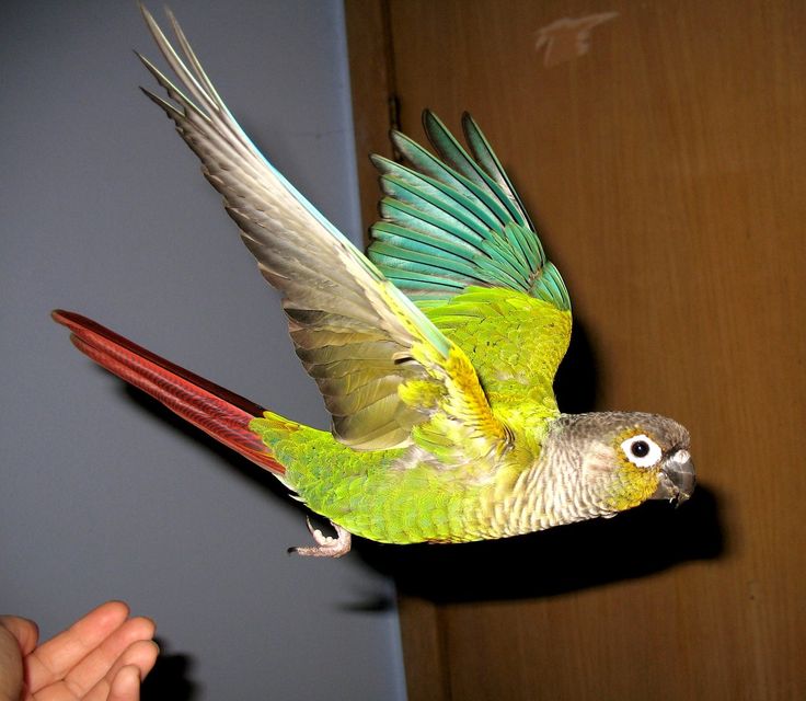 a green and yellow bird flying through the air