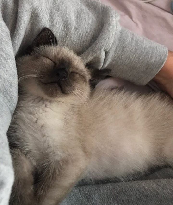 a cat that is laying down with its eyes closed and it's head resting on someones arm